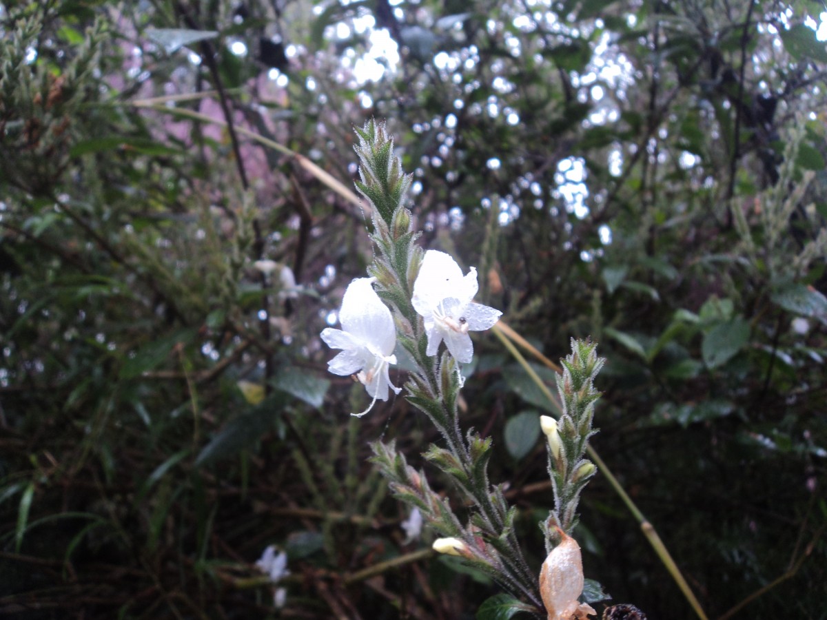 Strobilanthes viscosa (Arn. ex Nees) T.Anderson